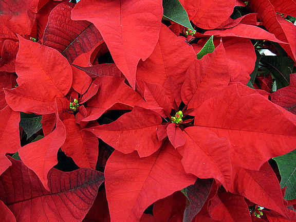  - MillaPoinsettia