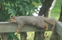 sleeping_squirrel.JPG