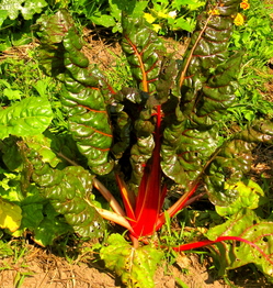 lampman, red chard growing