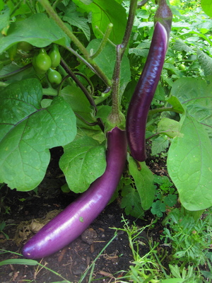 lampman, asian eggplant