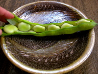 lampman, fava pod