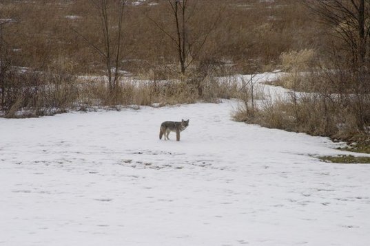 coyote-after.jpg