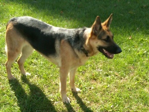 missing german shepherd