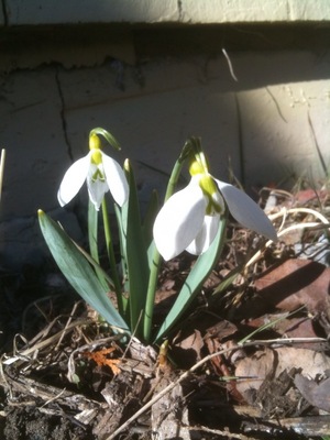 FarnhamSnowbells