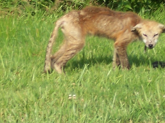 Coyote? Chupacabra? In Westfield, it's Probably a Mangy Fox