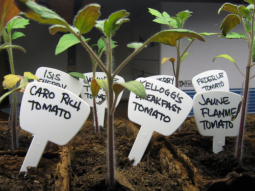 Heirloom Tomato Seedlings by Dharmuti.jpg