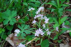 spring beauty flower cluster2.JPG