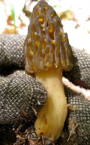 lampmanmorelmushroom.jpg