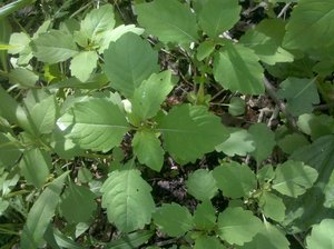 young jewelweed.jpg