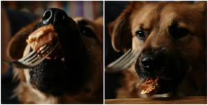 Dog-Eating-Food-From-Fork