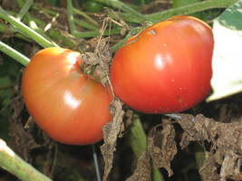 Heirloom-Tomatos.JPG