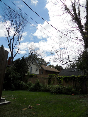 dead elm tree pictures. dead elm trees in his