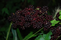 spikenard-ripe berries.JPG