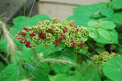 spikenard-unripe berries.JPG