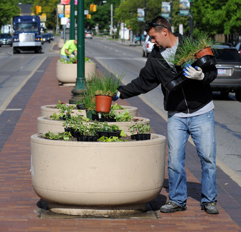 Michigan_Avenue_median.JPG