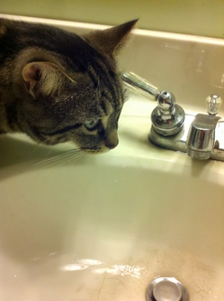 catsink.JPG