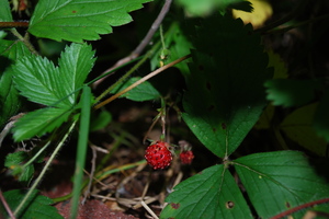 wild-strawberry.JPG