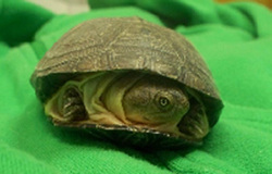 Alexander-July-2011-Aquatic-Turtle.jpg