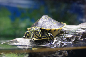 alexander-july-2011-turtle-tank.jpg