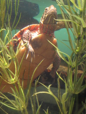 Alexander-July-2011-Aquatic Tturtle-Swim.jpg