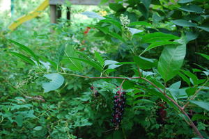 pokeweed-merrill1.JPG