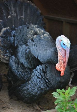 Spanish Black Turkey