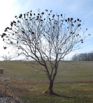 bladdernut-tree-crop.jpg