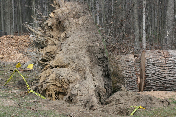 uprooted_tree_Dexter-Pinckney.JPG