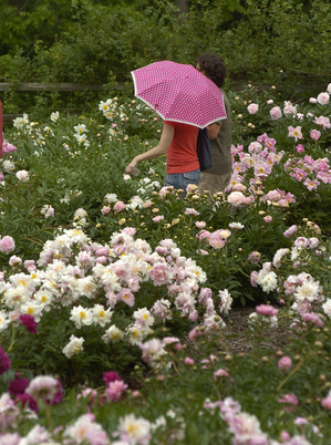 051312_peony-garden.jpg