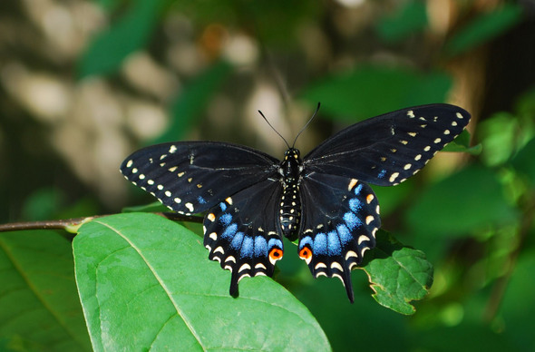 black-swallowtail-spicebush2-crop.jpg