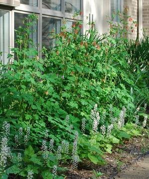 columbine-tall-crop.jpg