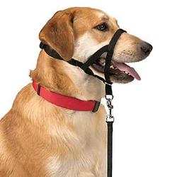 dog walking training collars