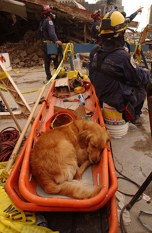 do search and rescue dogs like their jobs