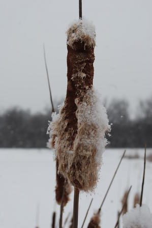 cat-tail-shaggy.JPG