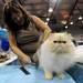 St. Catherines, Canada resident Victoria Johnston-Dorricott brushes Flash, her Himalayan Persian cat before taking him to be judged.  Angela J. Cesere | AnnArbor.com