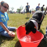 11-year-old volunteer Maddie Walker watches as Tango, a lab and rottweiler mix, bobs for hot dogs during the Walk and Wag fundraiser for the Humane Society of Huron Valley at Rolling Hills Park on Saturday morning. Angela J. Cesere | AnnArbor.com