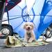 Aoodle a miniature poodle stays cool under an umbrella during the during an "adopt-a-thon" at Petco in Ann Arbor, Saturday, July 20.
Courtney Sacco I AnnArbor.com  