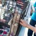 A cat hoping to be adopted receives some attention  during an "adopt-a-thon" at Petco in Ann Arbor, Saturday, July 20.
Courtney Sacco I AnnArbor.com  