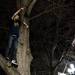 A Michigan fan climbed a tree to celebrate the Final Four victory over Syracuse on the Diag on Saturday, April 6. Daniel Brenner I AnnArbor.com