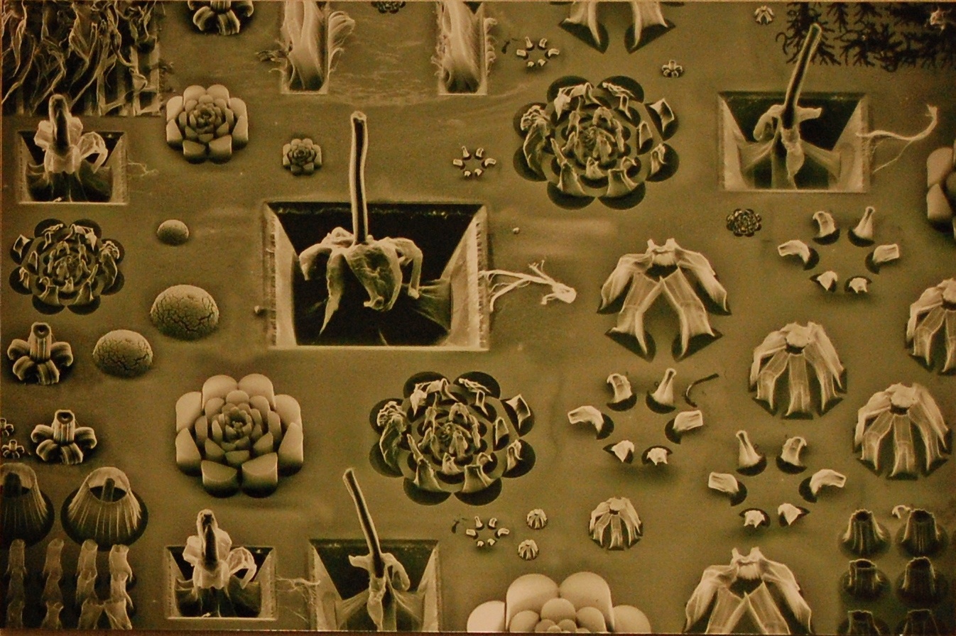 Imaging the Future