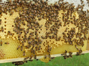 Pittsfield Township beekeeper admits her mistakes led to swarm stinging her