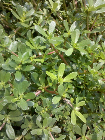 Wildcrafting: Purslane is easy to grow and easy to find, with great ...