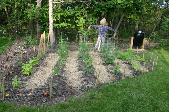 Entry #2: Elizabeth Nelson's scarecrow protects her vegetables