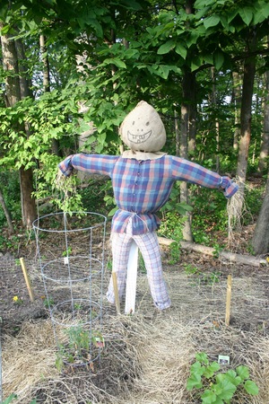 Entry #2: Elizabeth Nelson's scarecrow protects her vegetables