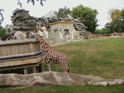 A day at the Detroit Zoo with young children: expectations versus reality