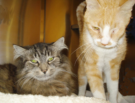 Meet Ann Arbor.com's Pets of the Week: Tiger and Bingo