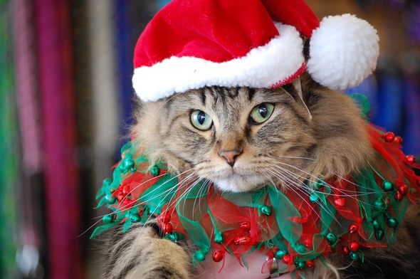 Pet gifts help make for a purrfect Christmas: Ann Arbor pet supply ...