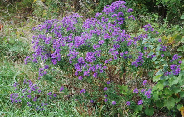 Keeping your native plants neat