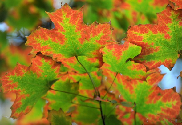 See our fall color photo gallery, and don't forget to send us your own