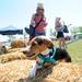 Plymouth resident Leslie Capozzoli, top, watches as her dog, Buddy, munches on a biscuit he found in a haystack during the Walk and Wag fundraiser for the Humane Society of Huron Valley at Rolling Hills Park on Saturday morning. Angela J. Cesere | AnnArbor.com